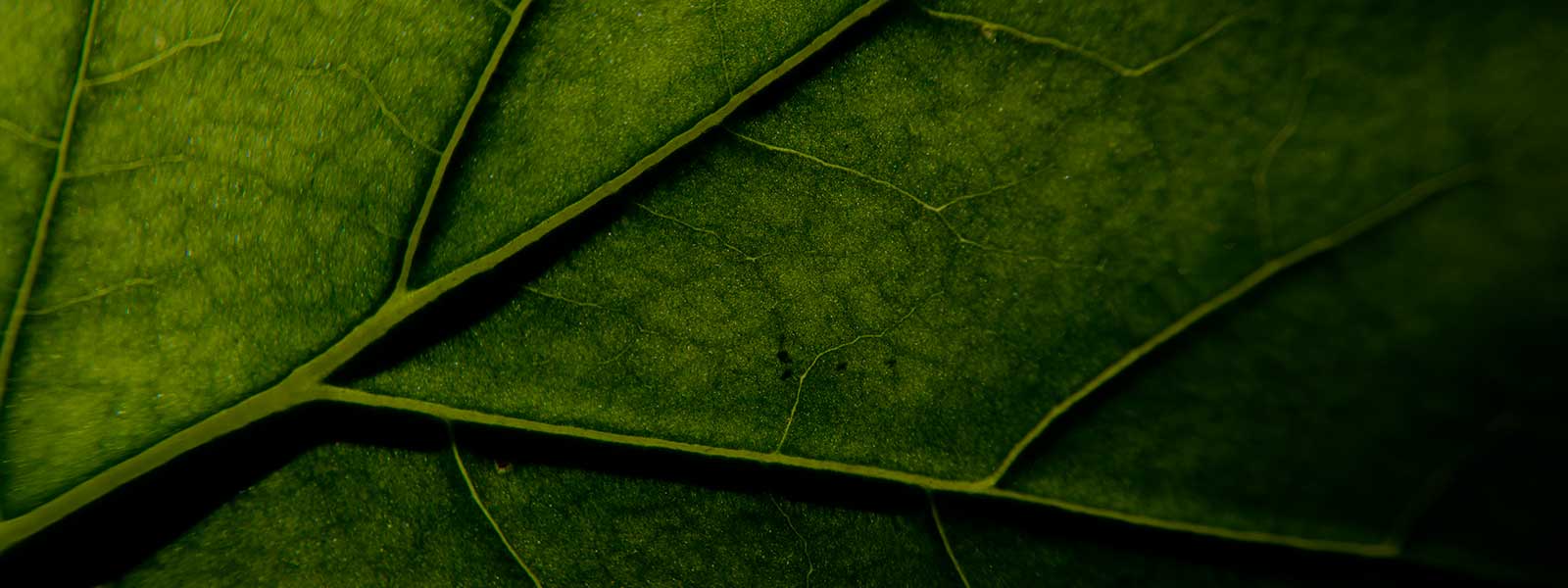 leaf image