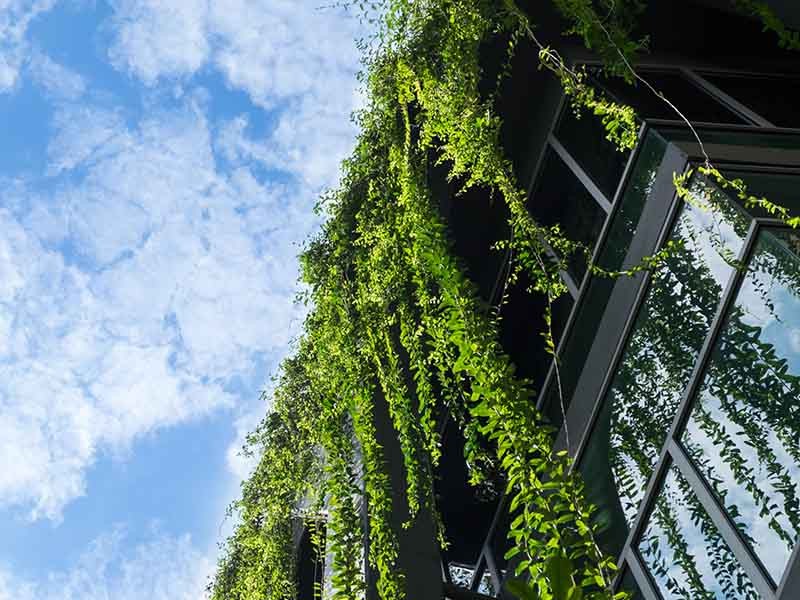 Plants on top of the building