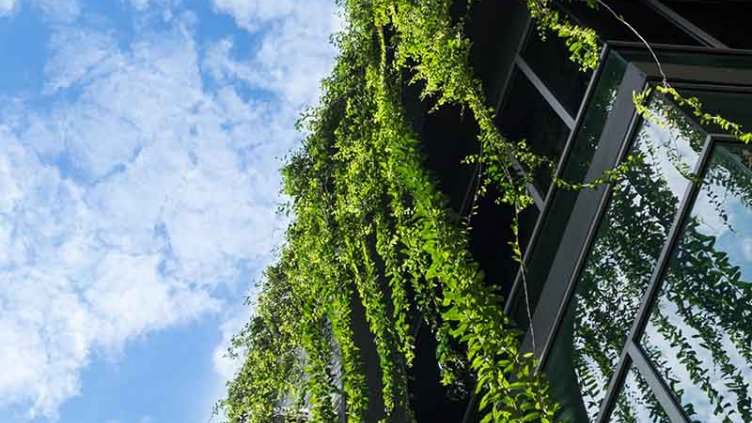 Plants on top of the building