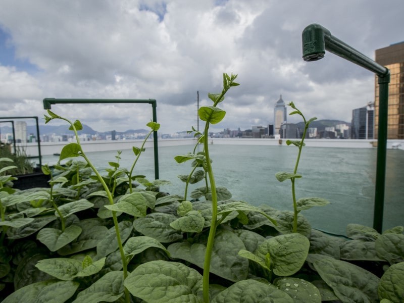 Making urban farming more sustainable in Hong Kong