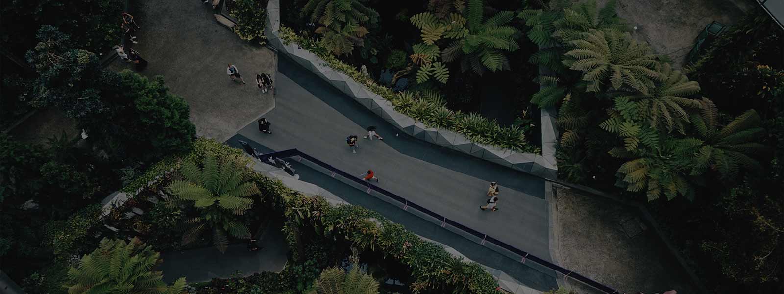 People walking on a bridge covered with tress.