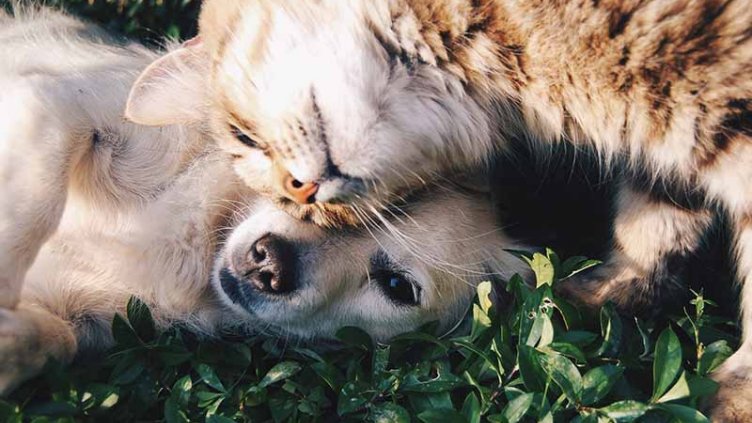 Cat and dog cuddling